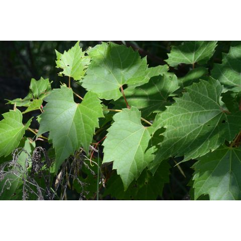 Vitis riparia