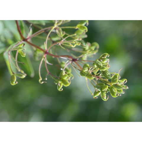 Thalictrum dasycarpum