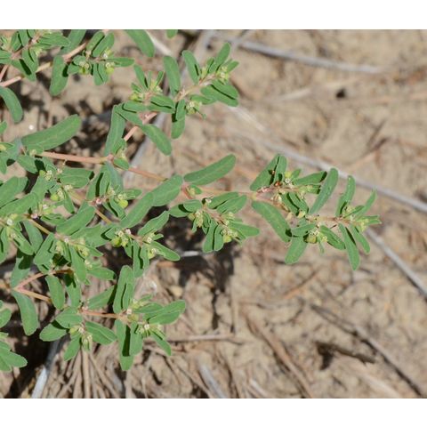Chamaesyce glyptosperma