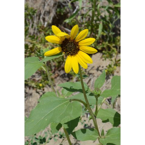 Helianthus petiolaris