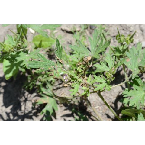 Geranium carolinianum