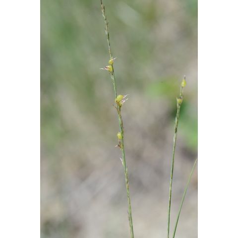 Muhlenbergia richardsonis