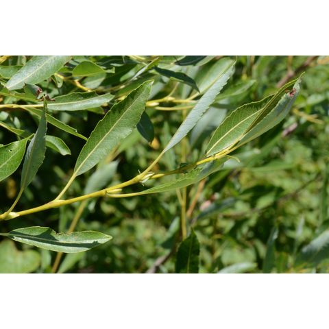 Salix petiolaris