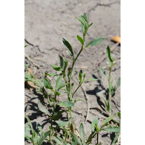 Polygonum aviculare