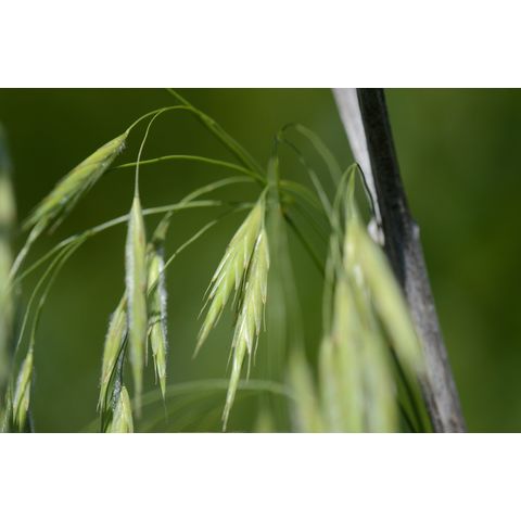 Bromus ciliatus