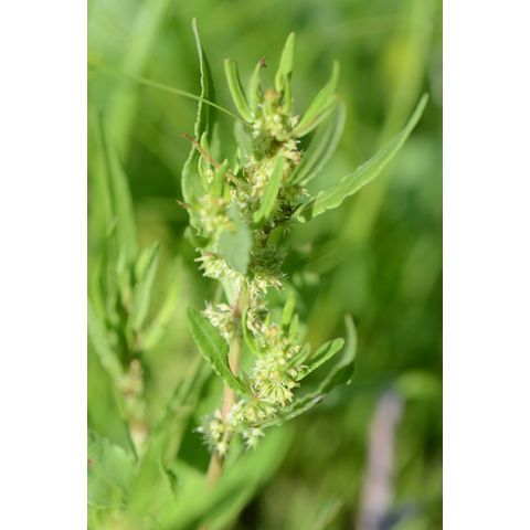 Rumex maritimus