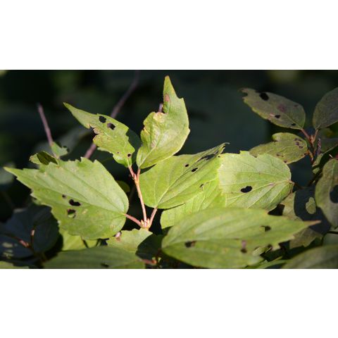 Viburnum rafinesqueanum