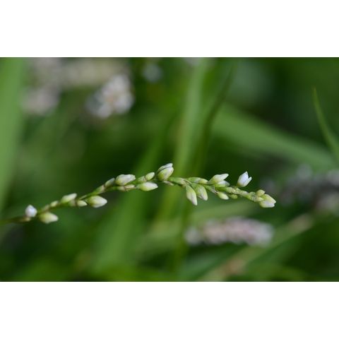 Polygonum pensylvanicum