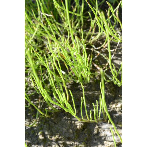 Equisetum arvense