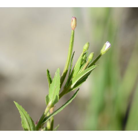 Epilobium ciliatum