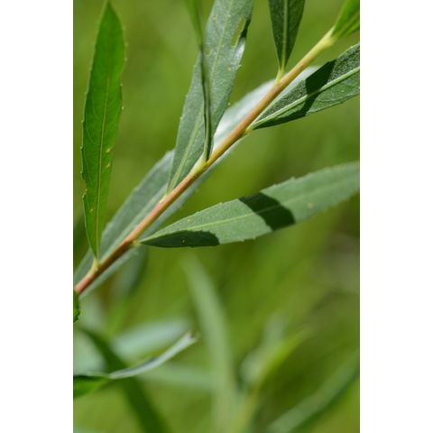 Salix exigua