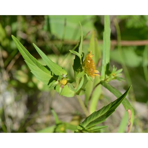 Bidens frondosa