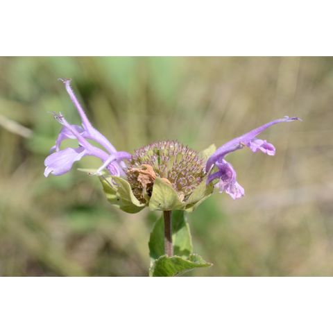 Monarda fistulosa