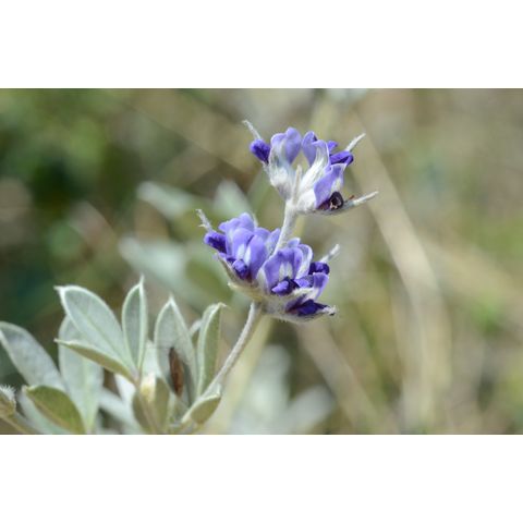 Pediomelum argophyllum