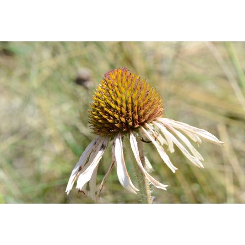 Echinacea angustifolia