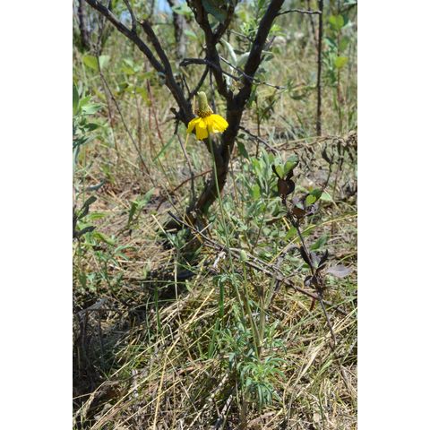 Ratibida columnifera