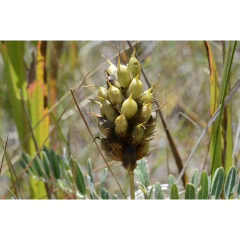 Astragalus laxmannii