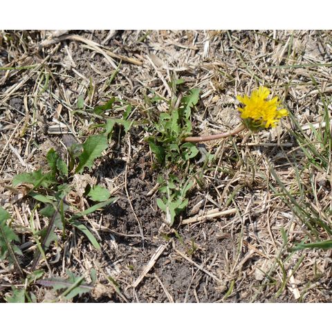 Taraxacum officinale