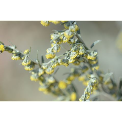 Artemisia absinthium