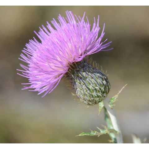 Cirsium flodmanii