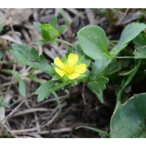 Potentilla norvegica