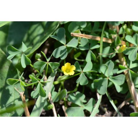 Oxalis stricta