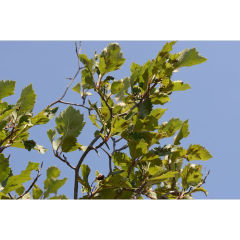 Crataegus chrysocarpa