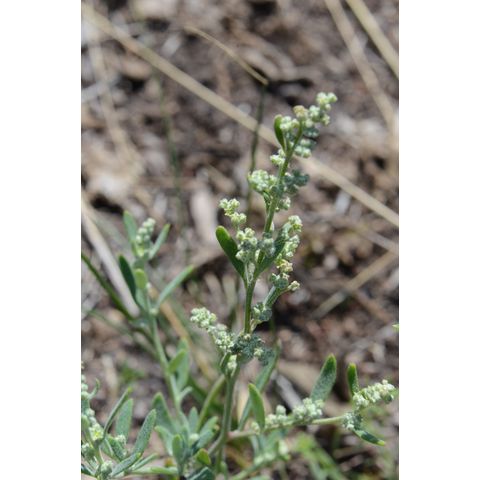 Chenopodium leptophyllum