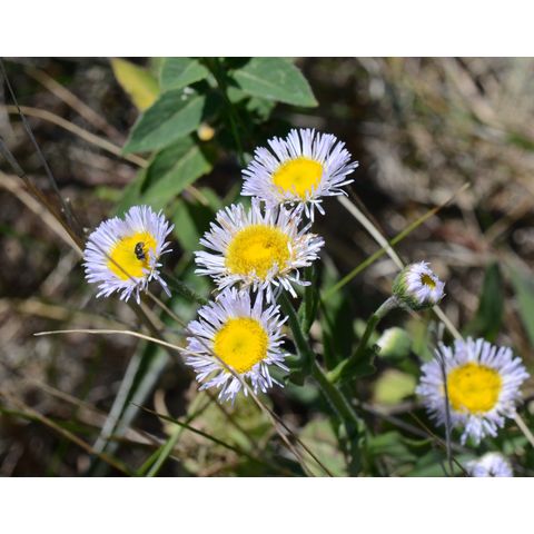 Erigeron glabellus