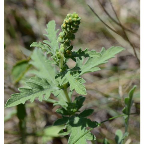 Ambrosia psilostachya