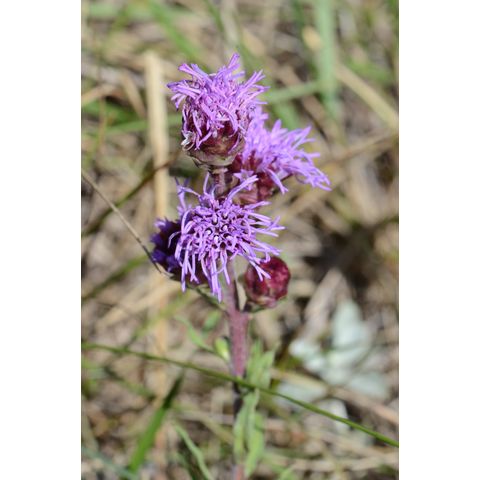 Liatris ligulistylis