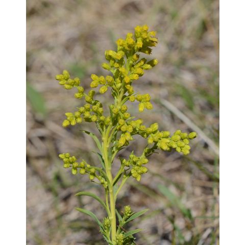 Solidago missouriensis