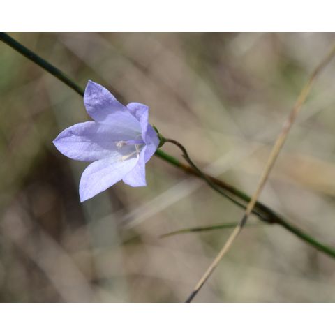Campanula rotundifolia