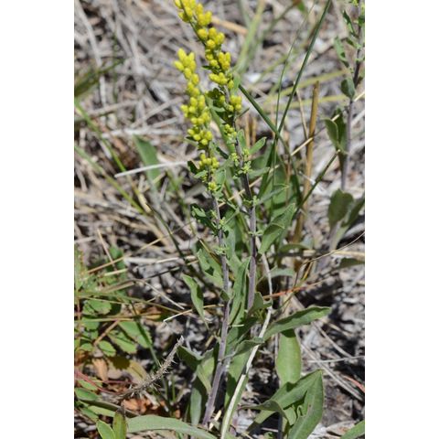 Solidago nemoralis