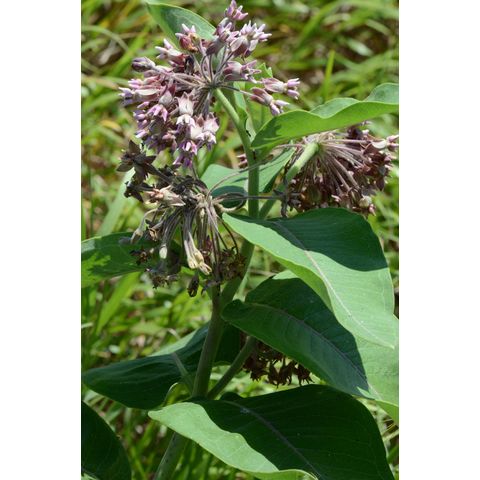 Asclepias speciosa