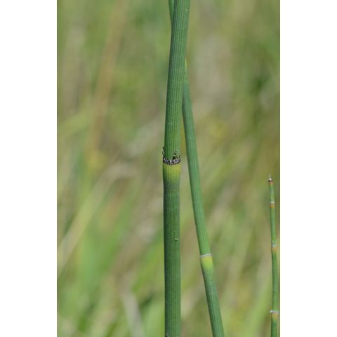 Equisetum x_ferrissii