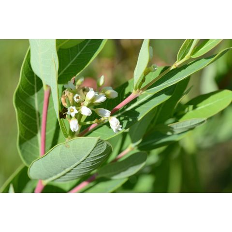 Apocynum cannabinum