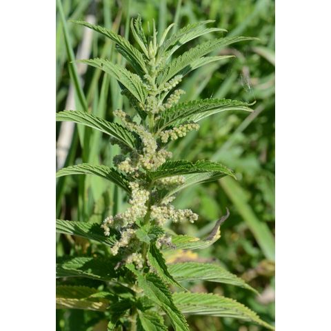 Urtica dioica
