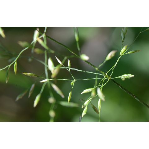 Agrostis stolonifera