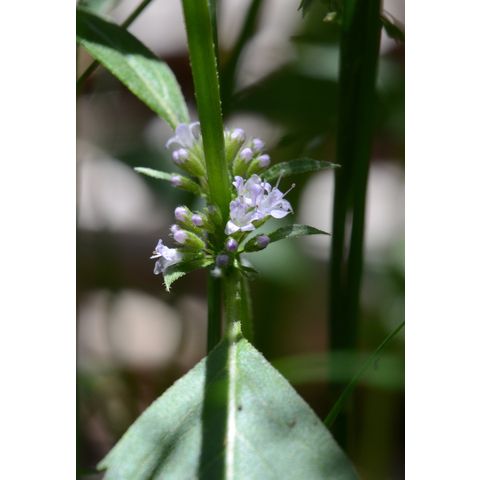 Mentha arvensis