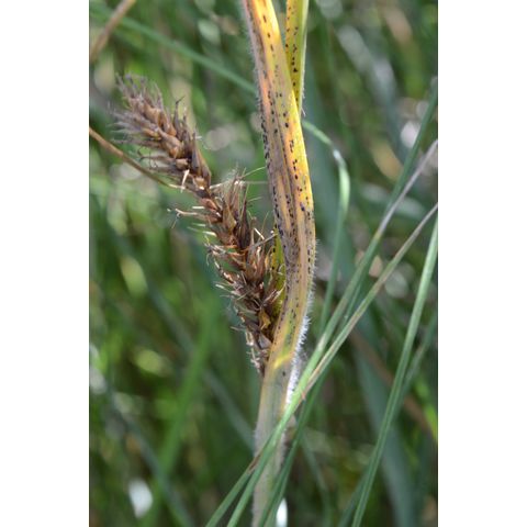 Carex atherodes
