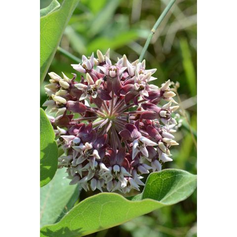Asclepias speciosa