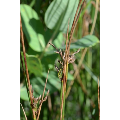 Juncus arcticus