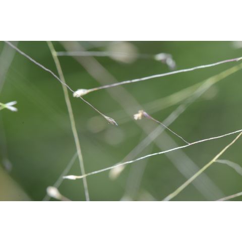 Muhlenbergia asperifolia