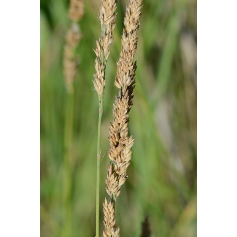 Calamagrostis stricta