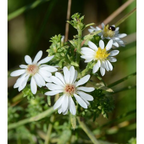 Symphyotrichum ericoides