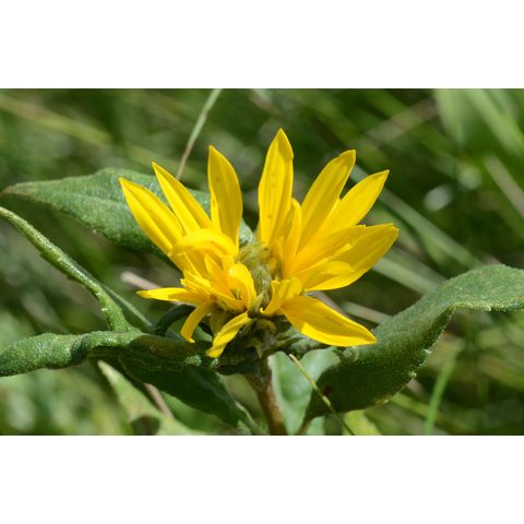 Helianthus pauciflorus