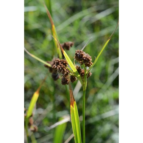 Scirpus pallidus
