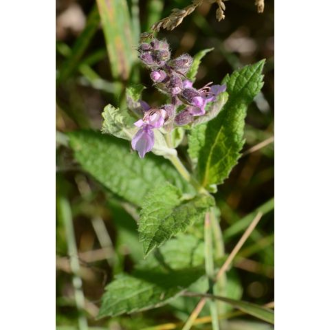 Teucrium canadense
