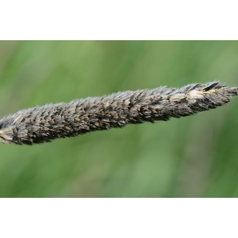 Alopecurus arundinaceus